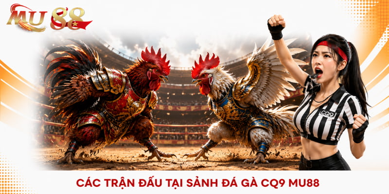 trận đấu tại sảnh đá gà cq9